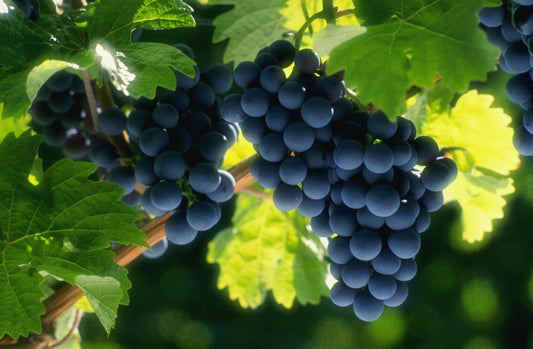 Tempranillo: Die vielseitige Königin der spanischen Weine